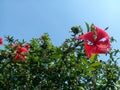 Hibiscus rosa sinensis with clear sky.