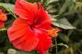 Hibiscus rosa sinensis Royalty Free Stock Photo