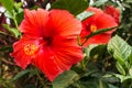 Hibiscus rosa sinensis Royalty Free Stock Photo