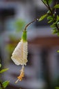 Hibiscus rosa-sinensis dark flower. Sembaruthu poo Royalty Free Stock Photo