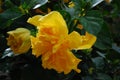 Hibiscus rosa sinensis double yellow