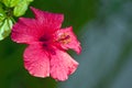 Hibiscus rosa-sinensis flower