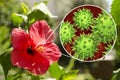 Hibiscus rosa-sinensis flower with close-up view of its pollen grains