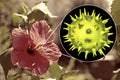 Hibiscus rosa-sinensis flower with close-up view of its pollen grains