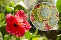 Hibiscus rosa-sinensis flower with close-up view of its pollen grains