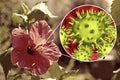 Hibiscus rosa-sinensis flower with close-up view of its pollen grains