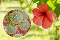 Hibiscus rosa-sinensis flower with close-up view of its pollen grains