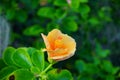 Hibiscus rosa-sinensis flower Royalty Free Stock Photo