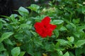 Hibiscus rosa sinensis in garden park outdoor of King Emperor Dinh Tien Hoang Temple and Nhat Tru Pagoda of Hoa Lu ancient capital