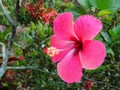 Hibiscus rosa-sinensis or is a genus of flowering plants in the mallow family, Malvaceae.
