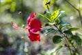 Hibiscus rosa sinensis