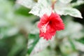 Hibiscus rosa sinensis,Hibisceae or Malvaceae or red hibiscus flower