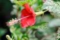 Hibiscus rosa sinensis,Hibisceae or Malvaceae or red hibiscus flower