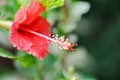 Hibiscus rosa sinensis,Hibisceae or Malvaceae or red hibiscus flower