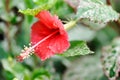 Hibiscus rosa sinensis,Hibisceae or Malvaceae or red hibiscus flower