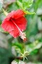 Hibiscus rosa sinensis,Hibisceae or Malvaceae or red hibiscus flower