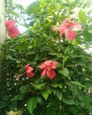 Hibiscus rosa-sinensis.