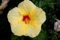 Hibiscus rosa-sinensis `Hula Girl`, China rose Royalty Free Stock Photo