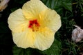 Hibiscus rosa-sinensis `Hula Girl`, China rose Royalty Free Stock Photo