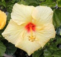 Hibiscus rosa-sinensis `Hula Girl`, China rose Hula Girl Royalty Free Stock Photo