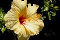 Hibiscus rosa-sinensis `Hula Girl`, China rose Royalty Free Stock Photo