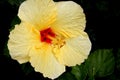 Hibiscus rosa-sinensis `Hula Girl`, China rose Royalty Free Stock Photo