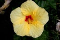 Hibiscus rosa-sinensis `Hula Girl`, China rose Royalty Free Stock Photo