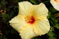 Hibiscus rosa-sinensis `Hula Girl`, China rose Royalty Free Stock Photo