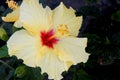 Hibiscus rosa-sinensis `Hula Girl`, China rose Royalty Free Stock Photo