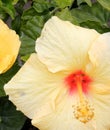 Hibiscus rosa-sinensis `Hula Girl`, China rose Hula Girl Royalty Free Stock Photo