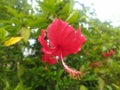 Hibiscus rosa-sinensis or kembang sepatu Royalty Free Stock Photo