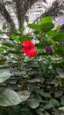 Hibiscus rosa-sinensis, known colloquially as Chinese hibiscus Royalty Free Stock Photo