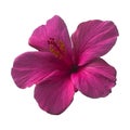 Hibiscus rosa sinensis, known colloquially as Chinese hibiscus a Bright pink large flower of purple hibiscus isolated on a white Royalty Free Stock Photo