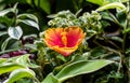 Hibiscus rosa-sinensis, known colloquially as Chinese hibiscus, China rose