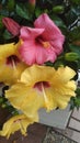 Hibiscus rosa-sinensis, known colloquially as Chinese hibiscus, china rose, Hawaiian hibiscus, rose mallow and shoeblack plant