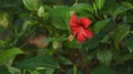 A big beautiful red flower with green leaves.