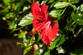 Hibiscus rosa-sinensis, known colloquially as Chinese hibiscus Royalty Free Stock Photo