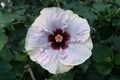 Chinese Hibiscus `Romeo`