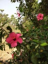 Hibiscus rosa siensis know as chinese