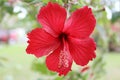 Hibiscus rosa-sinensis, known colloquially as Chinese hibiscus, China rose, Hawaiian hibiscus, rose mallow and shoeblackplant Royalty Free Stock Photo