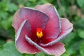 Chinese Hibiscus `Nightfire`