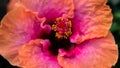 Chinese Hibiscus close up