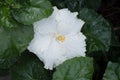 Chinese Hibiscus `The Pearl`