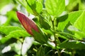 Hibiscus rosa-sinensis, known colloquially as Chinese hibiscus Royalty Free Stock Photo