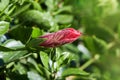 Hibiscus rosa-sinensis, known colloquially as Chinese hibiscus Royalty Free Stock Photo