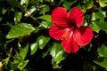 Hibiscus rosa-sinensis, known colloquially as Chinese hibiscus Royalty Free Stock Photo