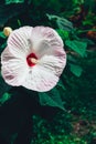 Hibiscus rosa-sinensis, known colloquially as Chinese rose Royalty Free Stock Photo