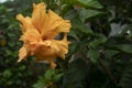 Hibiscus rosa sinensis known colloquially Royalty Free Stock Photo