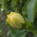 Hibiscus rosa-sinensis L. var. rubro-plenus Sweet flower