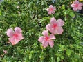 Hibiscus rosa-sinensis It is a medium-sized shrub that blooms all year round